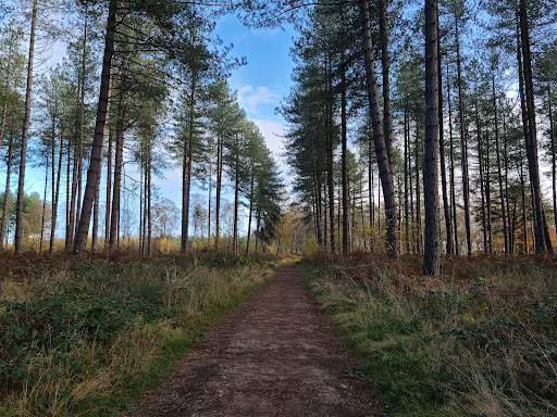 Cannock Chase AONB Walsall