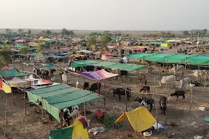 Mann Deshi Cattle Camp image