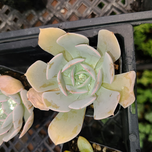 Plant Nursery «San Gabriel Nursery & Florist», reviews and photos, 632 S San Gabriel Blvd, San Gabriel, CA 91776, USA