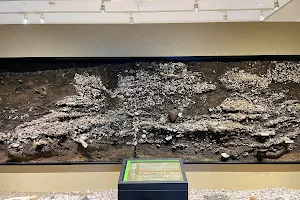 Futatsumori Shell Midden Museum image