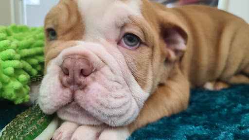 Pet Groomer «Pet World», reviews and photos, 4033 W Mercury Blvd, Hampton, VA 23666, USA