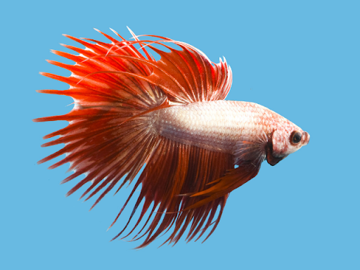 Japanese Fighting Fish