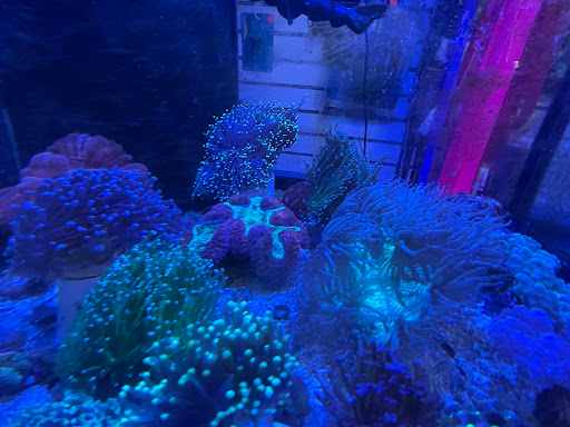 Pet Store «Corals and Fins», reviews and photos, 5011 W Hillsborough Ave, Tampa, FL 33634, USA