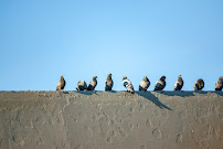 Pest Ranger - Photo 7 - Car repair in , Plano