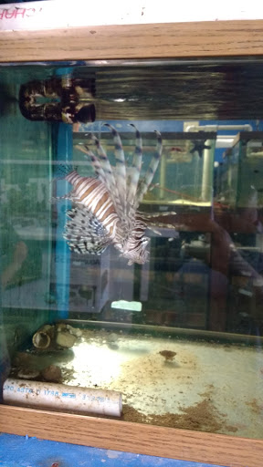 Pet Store «Exotic Fish», reviews and photos, 406 Northside Dr # F, Valdosta, GA 31602, USA