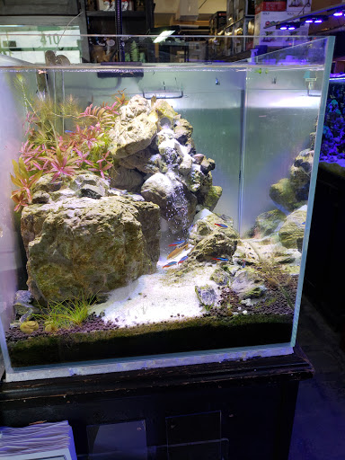 Tropical Fish Store «C K Fish World», reviews and photos, 410 N Azusa Ave, West Covina, CA 91791, USA