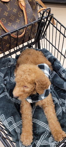 Pet Supply Store «Petco Animal Supplies», reviews and photos, 35860 Chester Rd, Avon, OH 44011, USA