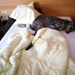 Photo n°4 de l'avis de Kirstin. fait le 17/05/2019 à 14:30 sur le  Hotel per Cani Mair am Ort à Tirol