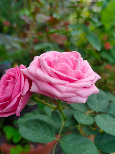 Vivero PANDORA - Centro de jardinería