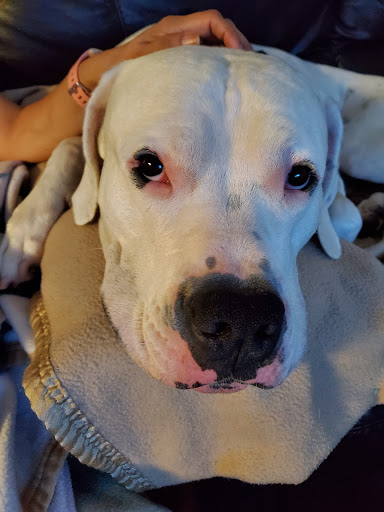 Pet Supply Store «Centinela Feed & Pet Supplies», reviews and photos, 2320 Harbor Blvd, Costa Mesa, CA 92626, USA