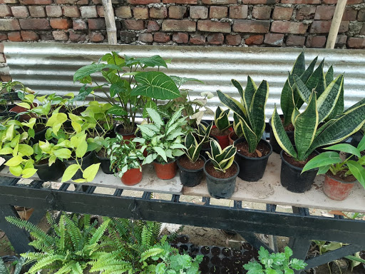 Samariya Plants Nursery