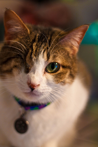 Pet Store «Fairmount Pet Shoppe», reviews and photos, 2024 Fairmount Ave, Philadelphia, PA 19130, USA