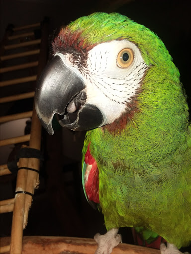 Bird Shop «Wholesale Bird & Cage LLC», reviews and photos, 1805 Ford Ln, St Charles, MO 63303, USA