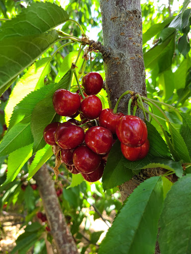 Full Moon Cherries