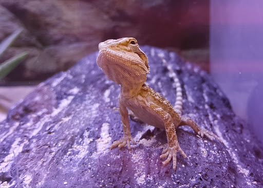 Pet Supply Store «Petco Animal Supplies», reviews and photos, 1694 Boston Rd, Springfield, MA 01129, USA