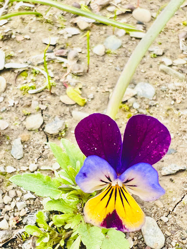 Historical Place «Locust Grove Estate», reviews and photos, 2683 South Rd, Poughkeepsie, NY 12601, USA