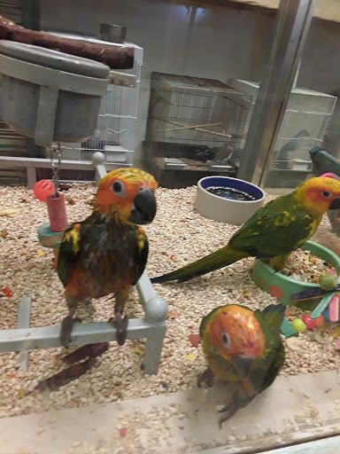 Pet Store «Fosters Exotic Pet Center», reviews and photos, 40116 US Hwy 19 N, Tarpon Springs, FL 34689, USA