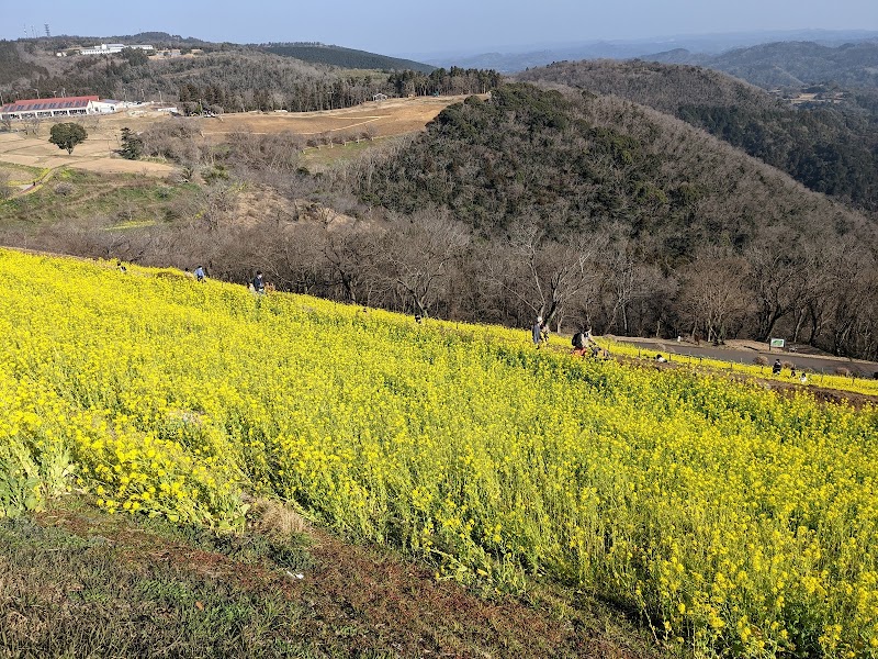 花の大斜面西