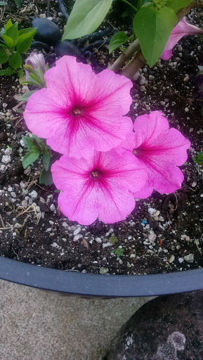 Park «Powell Butte Nature Park», reviews and photos, 16160 SE Powell Blvd, Portland, OR 97236, USA