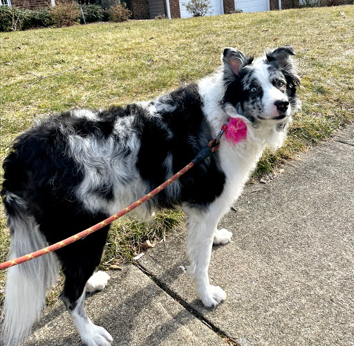 Pet Supply Store «EarthWise Pet Voorhees», reviews and photos, 154 NJ-73, Voorhees Township, NJ 08043, USA