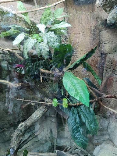 Museum «Tropical Discovery», reviews and photos, 2900 E 23rd Ave, Denver, CO 80205, USA