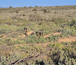 Meerkat Adventures photo