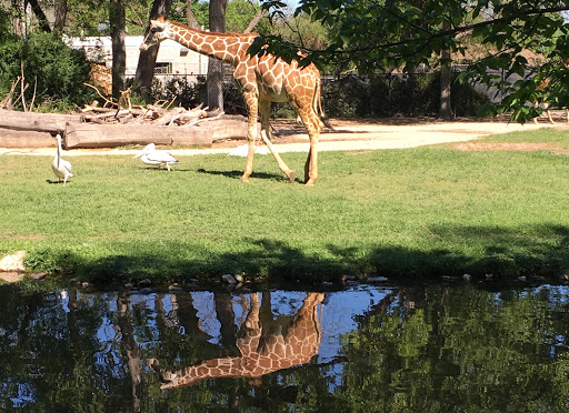 African Savanna at Fort Worth Zoo image 7