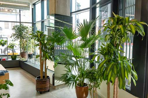 Wholesale Florist «Urban Jungle», reviews and photos, 2603 Sherman Ave NW, Washington, DC 20001, USA