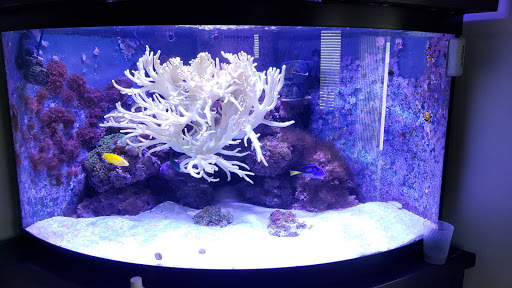 Tropical Fish Store «Aquatic Evolution LLC», reviews and photos, 23 1330 W, Orem, UT 84057, USA