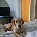 Photo n°1 de l'avis de Marco.e fait le 05/11/2021 à 06:58 sur le  Strattoria à Arona