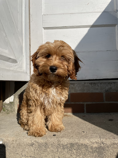 Pet Supply Store «PetSmart», reviews and photos, 948 Springfield Rd, Union, NJ 07083, USA