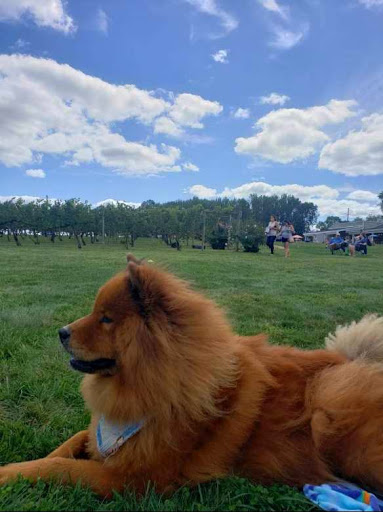 Winery «Working Dog Winery», reviews and photos, 610 Windsor Perrineville Rd, Robbinsville, NJ 08691, USA