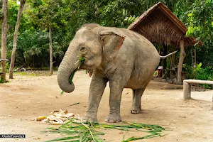 Phangan Elephant Sanctuary image