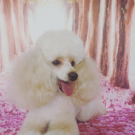 The Pink Poodle Dog Grooming