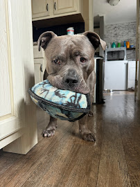 Bark and Breakfast - Photo 4 - Car repair in Endwell, NY, Binghamton