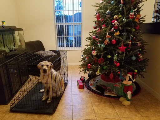 Cleaning Service «Any House Cleaning Services», reviews and photos, 559 Symphony Pl, Davenport, FL 33896, USA