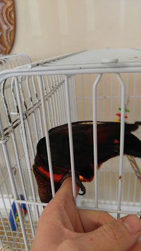 Bird Shop «BirdFarm Superstore», reviews and photos, 6360 Suncoast Parkway, Homosassa, FL 34446, USA