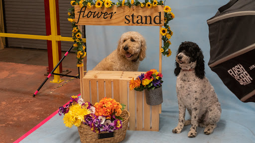 Pet Supply Store «Wags To Wiskers Pet Supplies», reviews and photos, 2423 W Stadium Blvd, Ann Arbor, MI 48103, USA