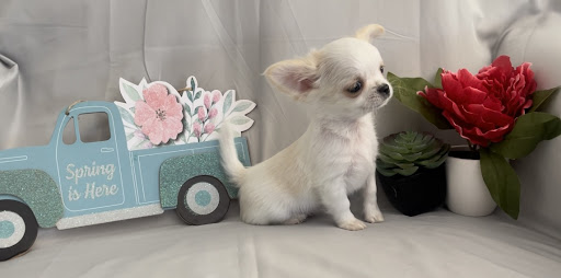 North Woods Chihuahua’s & Goldens