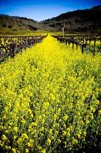Wine Tour Drivers - Napa Valley, Sonoma County, Lodi & Sierra Foothills image