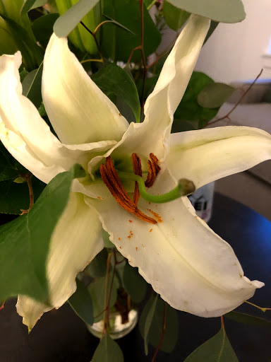 Florist «The Brown Palace Flower Shop», reviews and photos, 401 17th St, Denver, CO 80202, USA