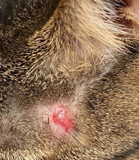 Centro Veterinario Carrizal - Clínica Veterinaria en Carrizal