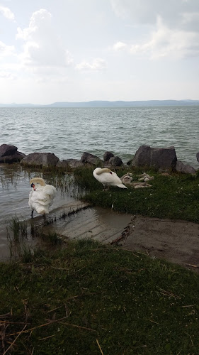 Balatonparti Futónap - Sportpálya