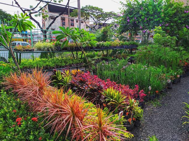 Opiniones de Vivero Plantilandia en Guayaquil - Centro de jardinería