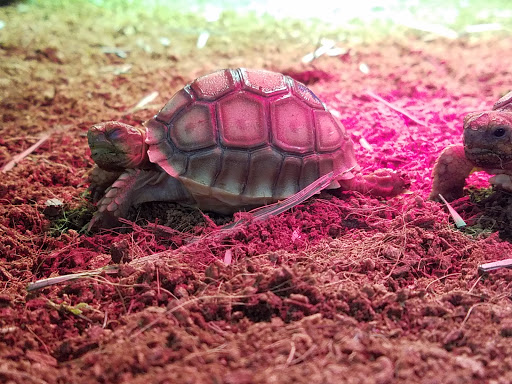 Pet Store «Pet Land», reviews and photos, 1450 Fort Campbell Blvd, Clarksville, TN 37042, USA