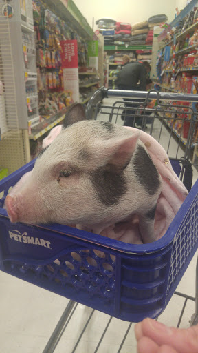 Pet Supply Store «PetSmart», reviews and photos, 4731 Commercial Dr, New Hartford, NY 13413, USA