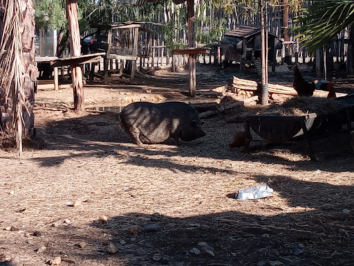 Wedding Venue «Rancho La Mission», reviews and photos, 14047 Henze Rd, San Antonio, TX 78223, USA