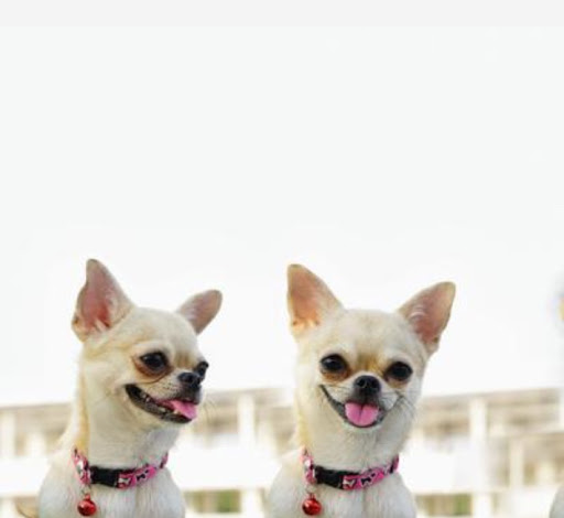 Pet Store «Pet Express», reviews and photos, 100 Independence Way, Danvers, MA 01923, USA