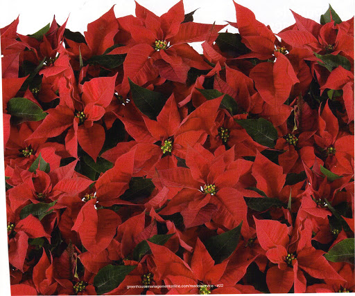 Florist «Platte Floral», reviews and photos, 1417 E Platte Ave, Colorado Springs, CO 80909, USA