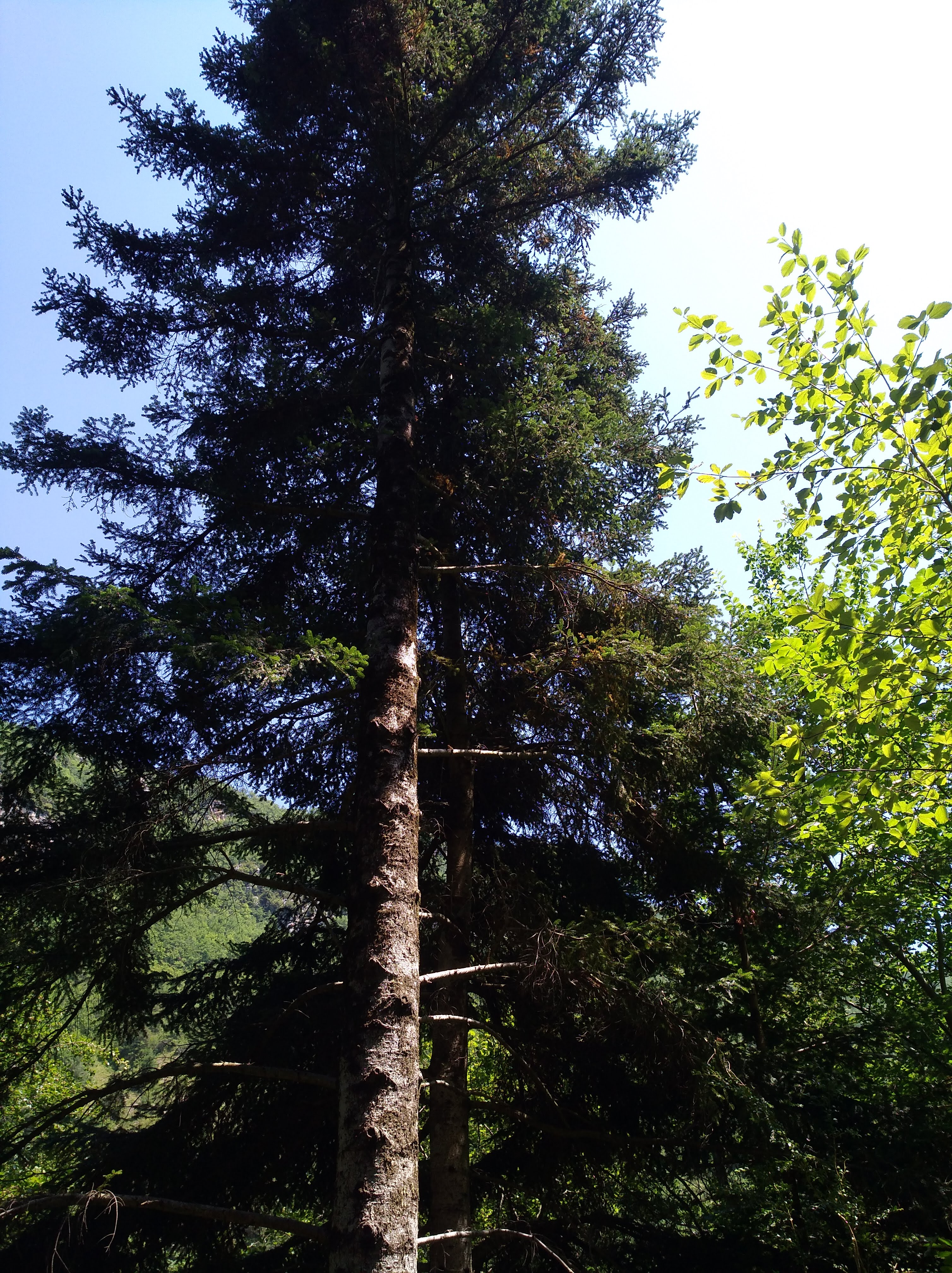 Photo n° 31 de l'avis de Nadine.o fait le 17/07/2018 à 15:02
